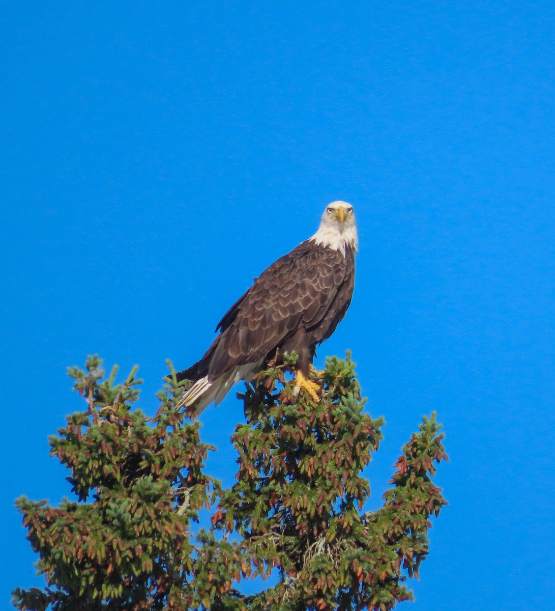 Bald Eagle - ML169496121