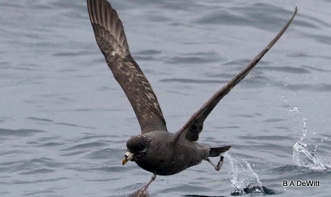 Northern Fulmar - Barbara DeWitt