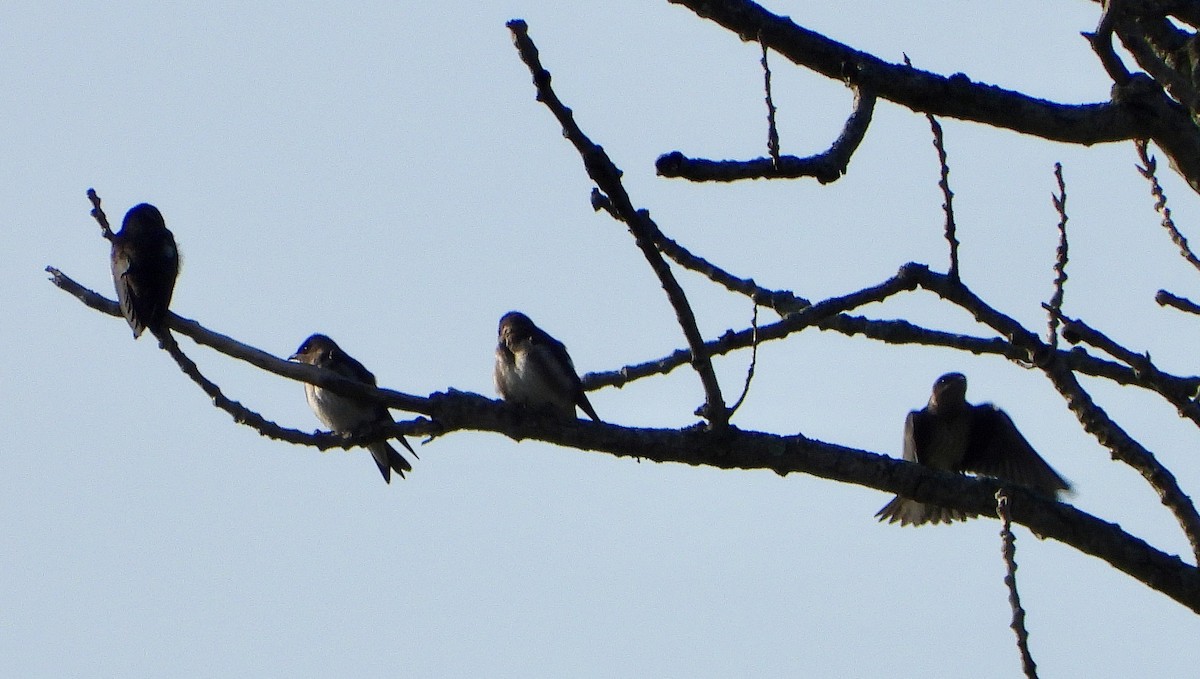 Purple Martin - ML169499581