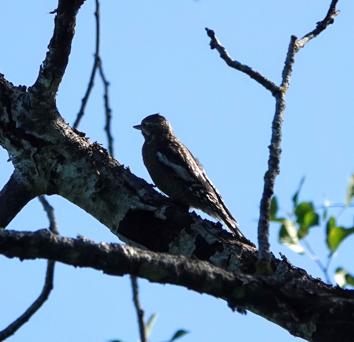 Yellow-bellied Sapsucker - ML169501171