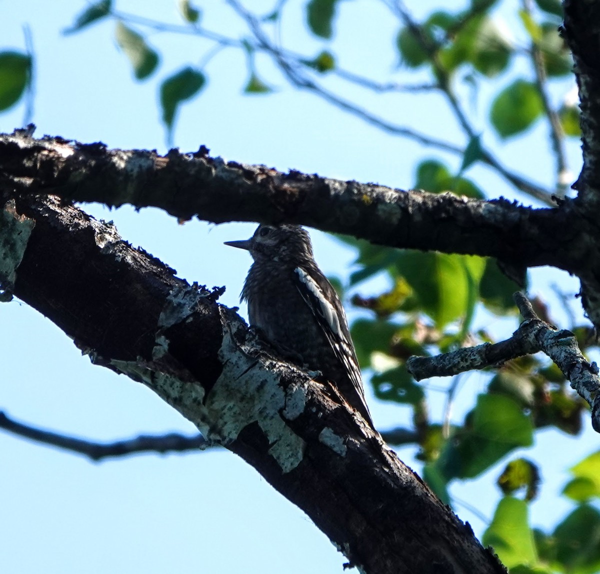 Yellow-bellied Sapsucker - Clem Nilan