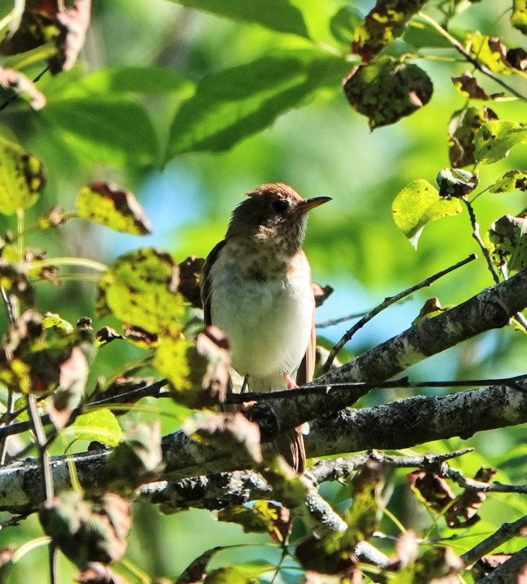 Veery - Clem Nilan