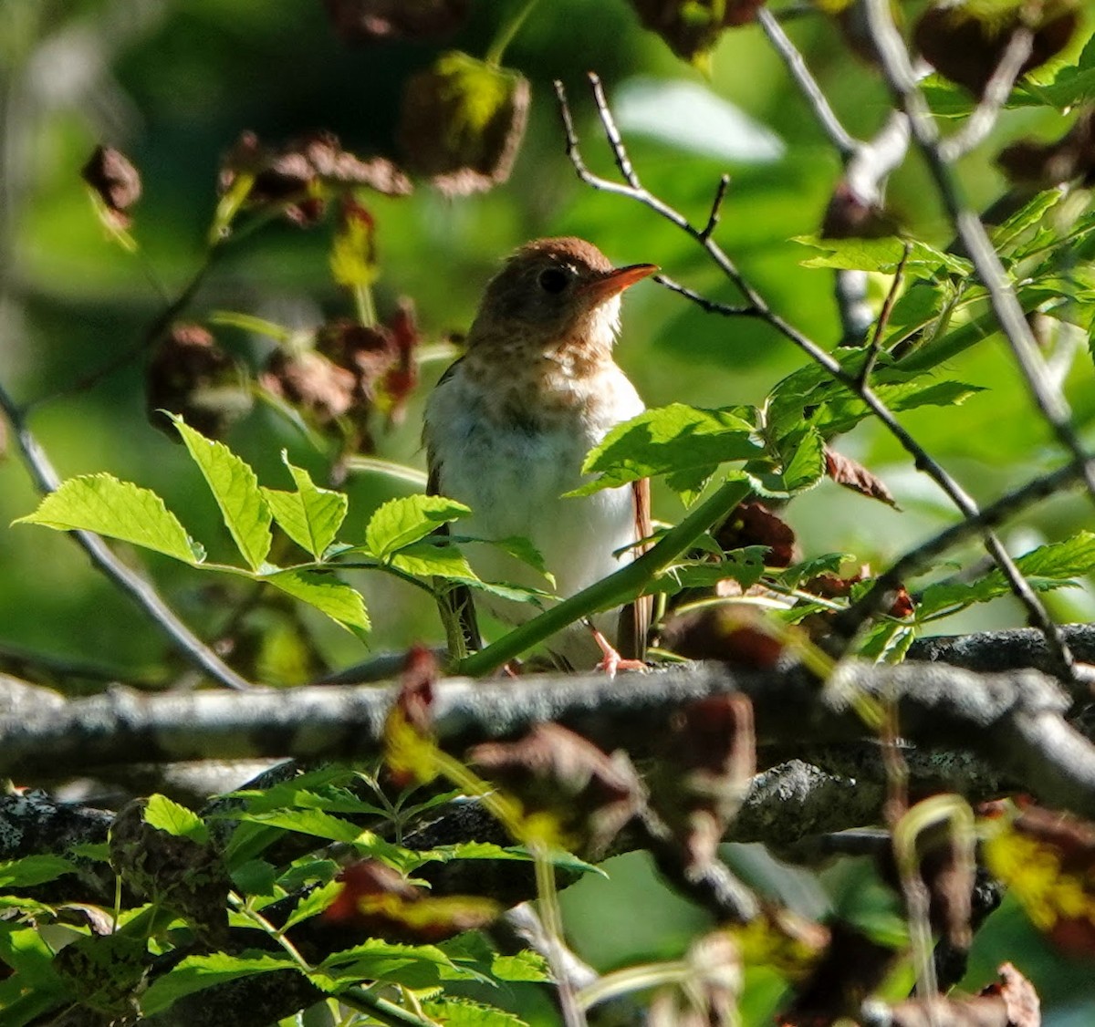 Veery - ML169501731