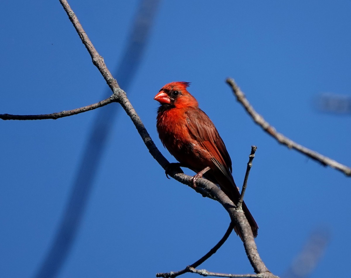Northern Cardinal - Clem Nilan