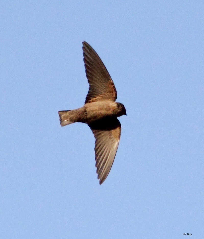 Dusky Crag-Martin - ML169503661