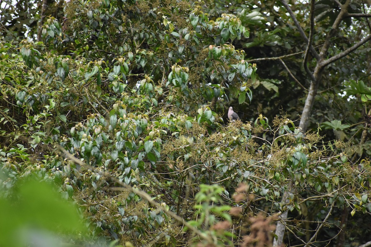 Plumbeous Pigeon - ML169504311