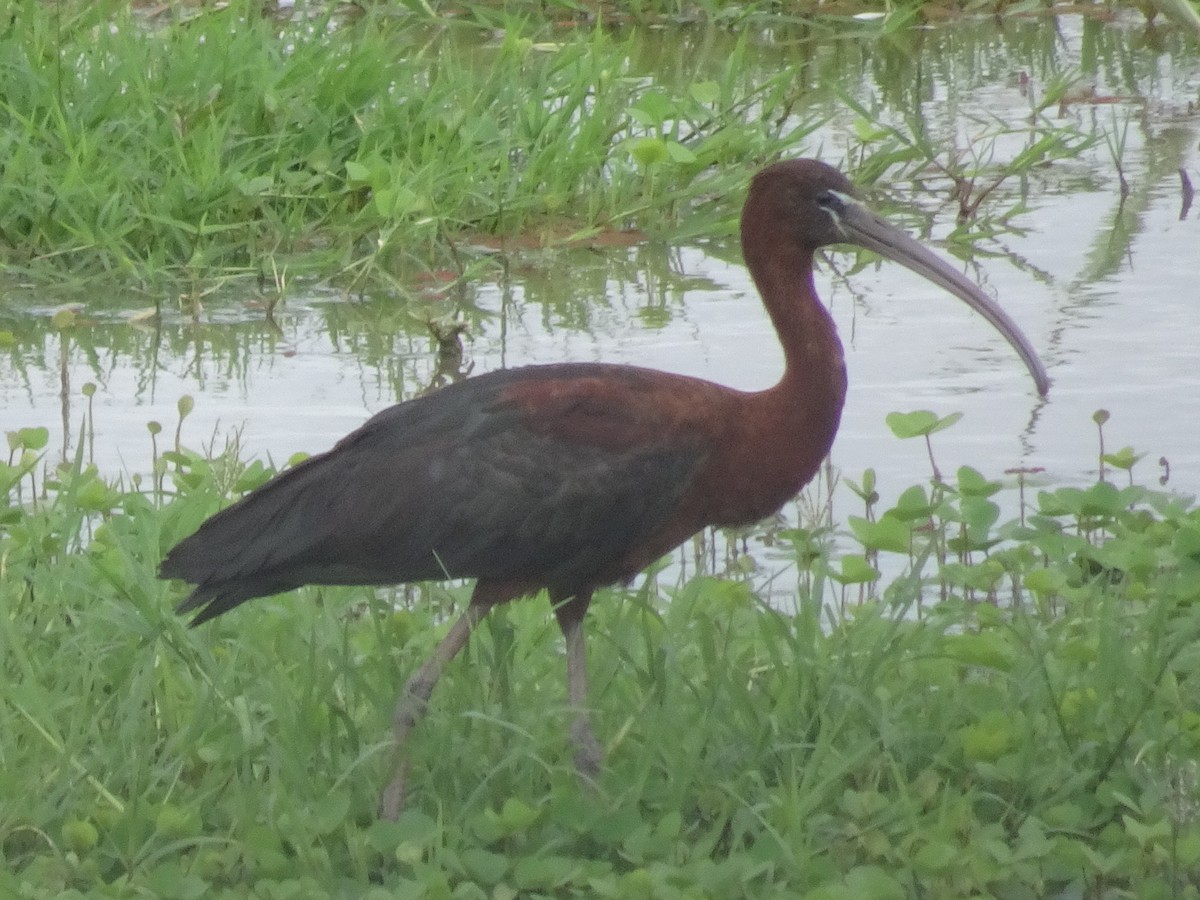 ibis hnědý - ML169504451