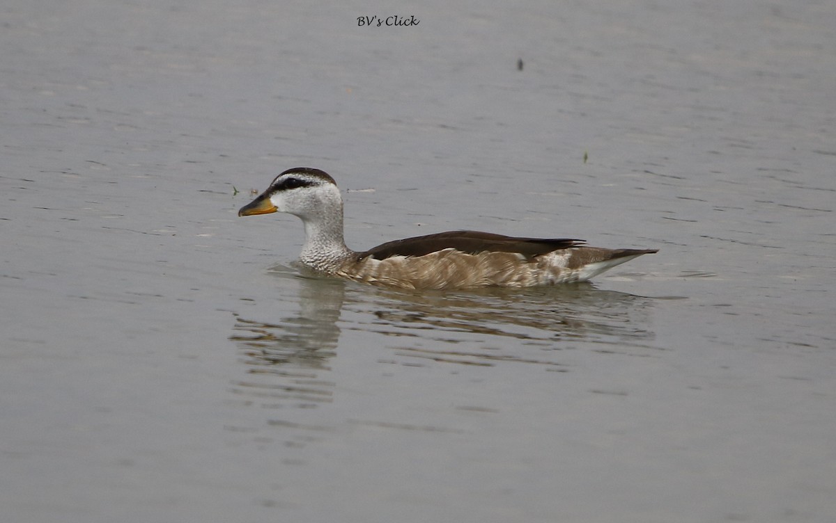 Cotton Pygmy-Goose - Bhaarat Vyas