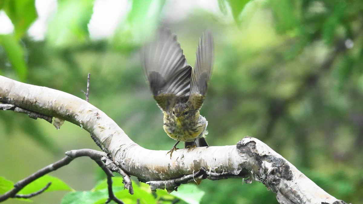 Palm Warbler - Barry Day