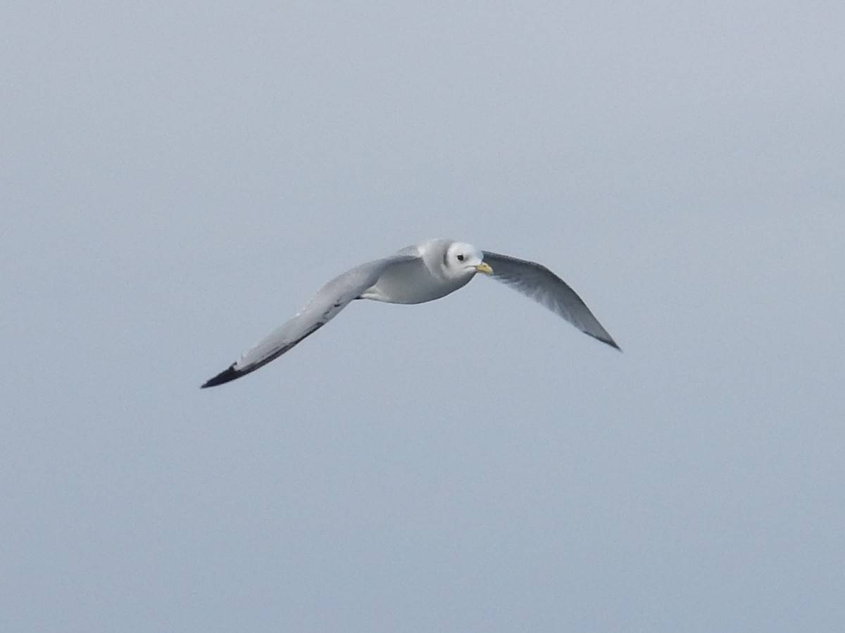 Black-legged Kittiwake - Peter Paul