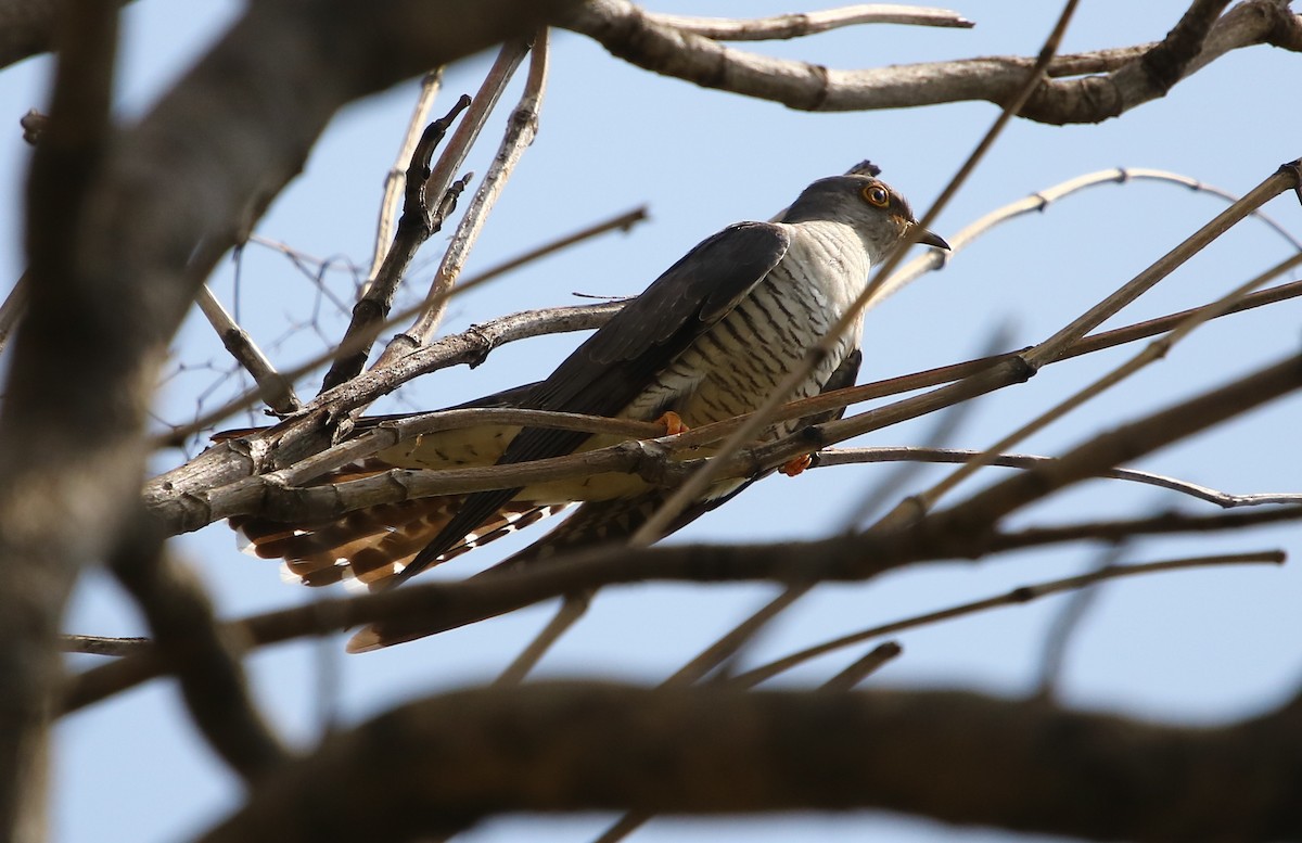 Common Cuckoo - ML169511151