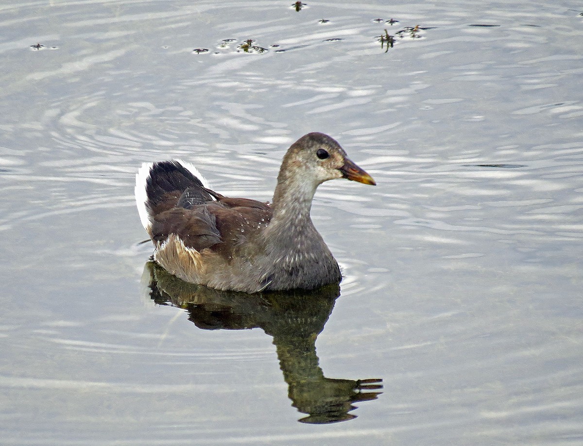 Common Gallinule - ML169511251