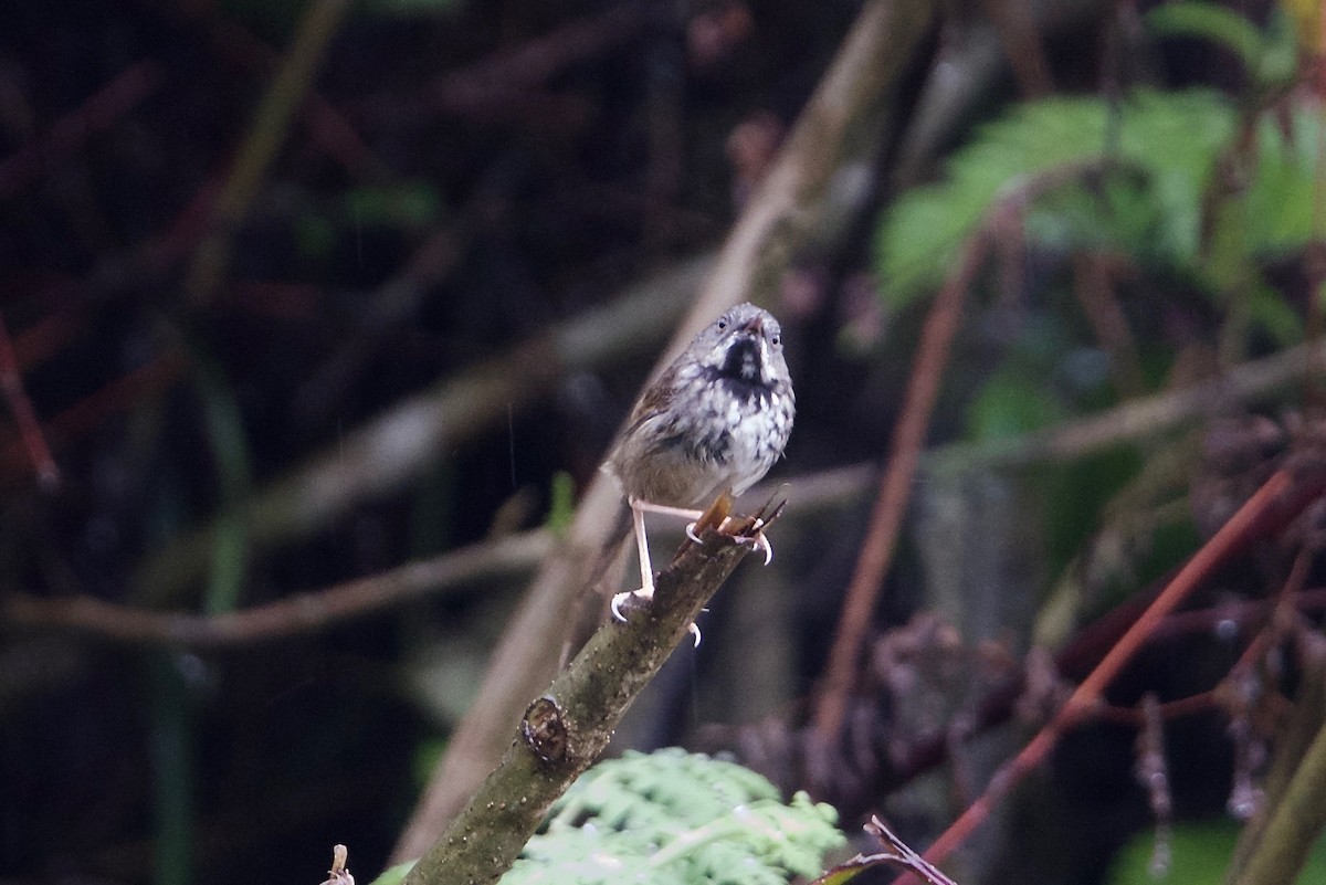 Black-throated Prinia - ML169514451