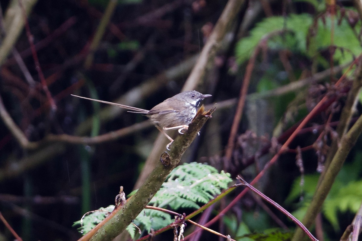 Black-throated Prinia - ML169514461