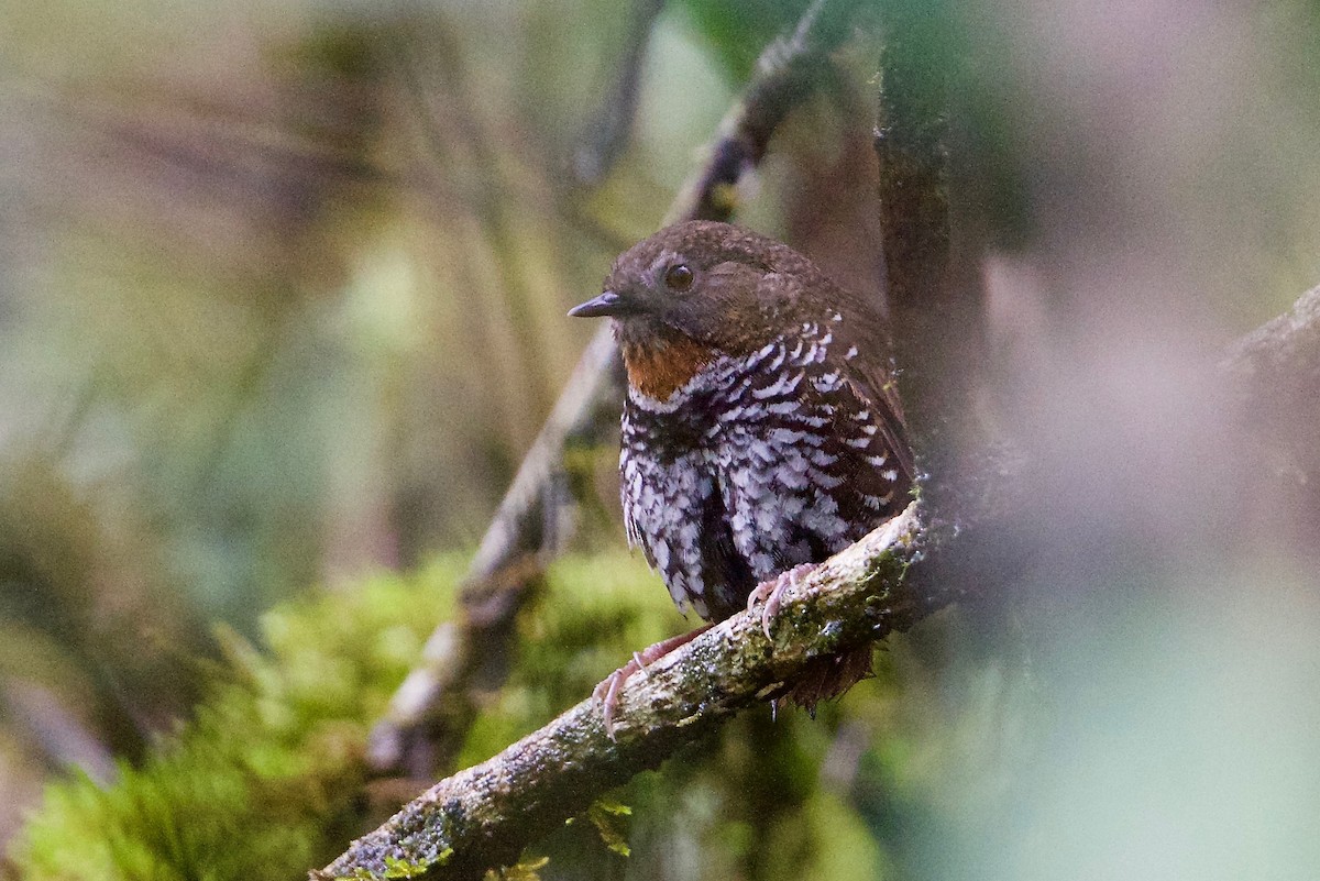 Mishmi Wren-Babbler - ML169514531