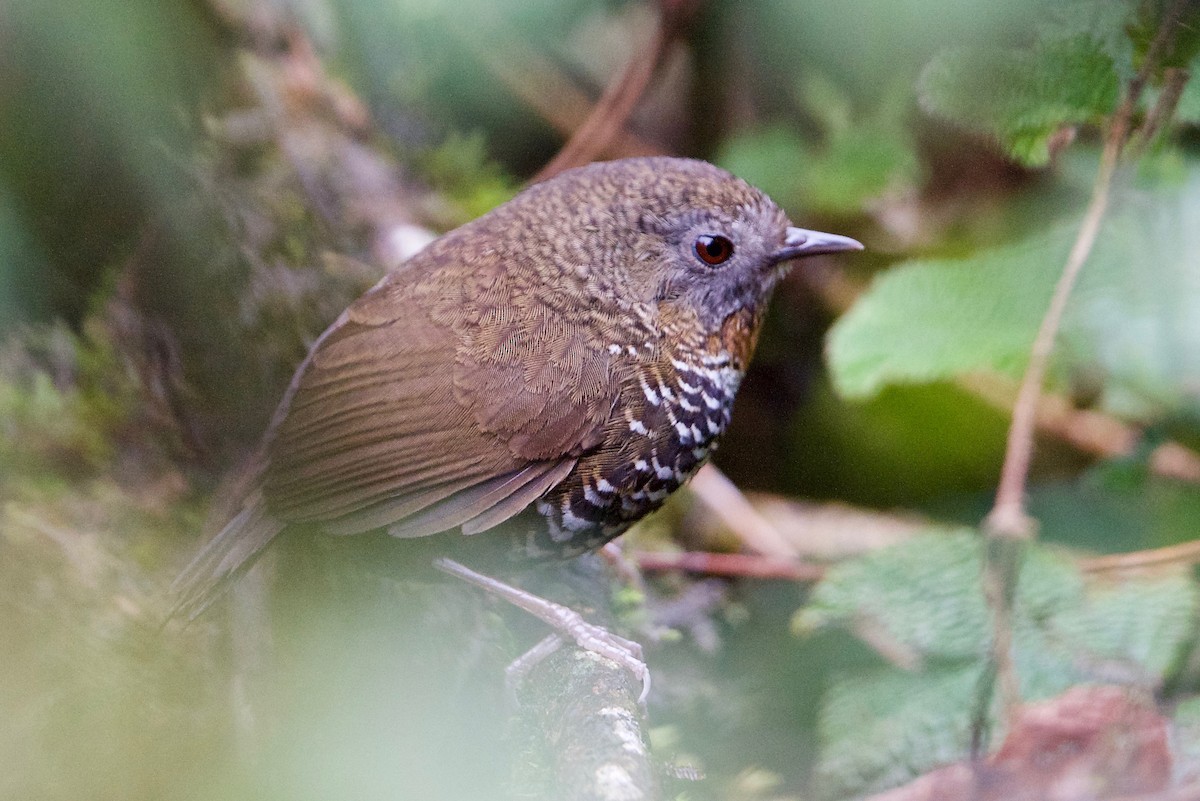 Mishmi Wren-Babbler - Snehasis Sinha
