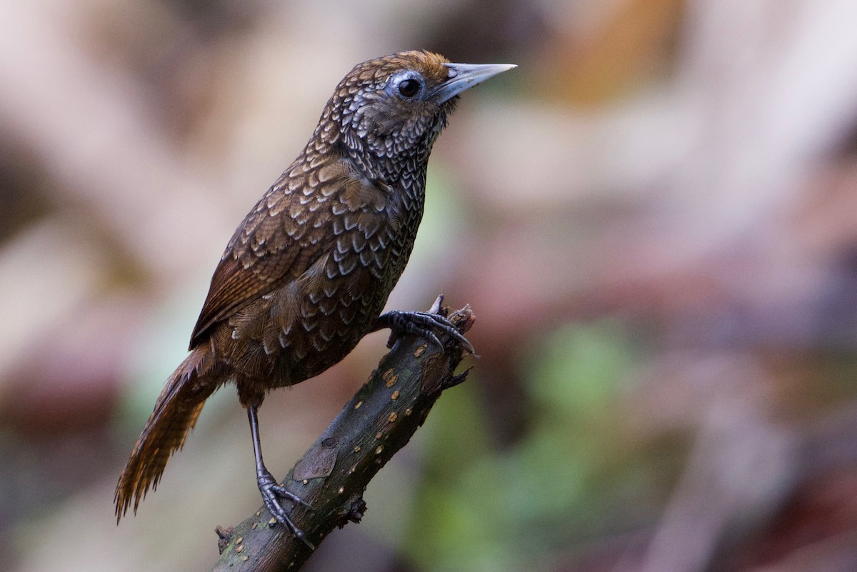 Cachar Wedge-billed Babbler - Snehasis Sinha