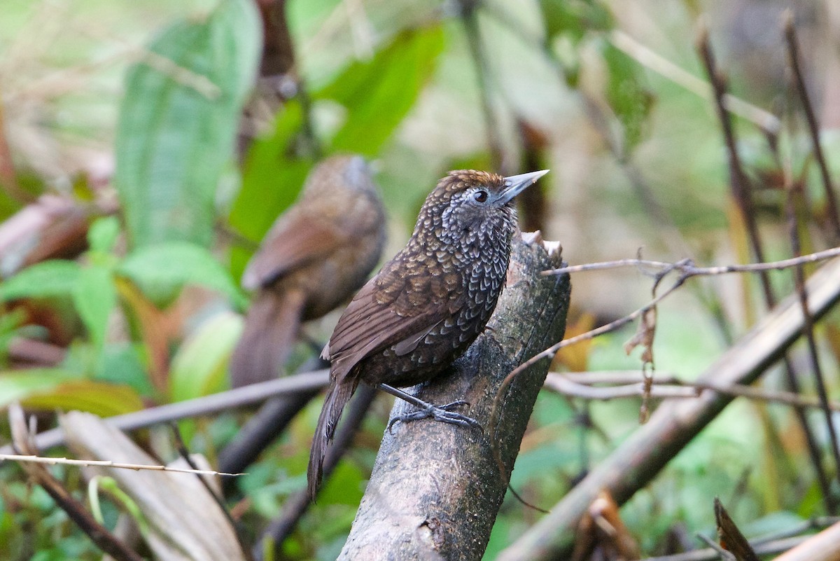 Cachar Wedge-billed Babbler - ML169514691