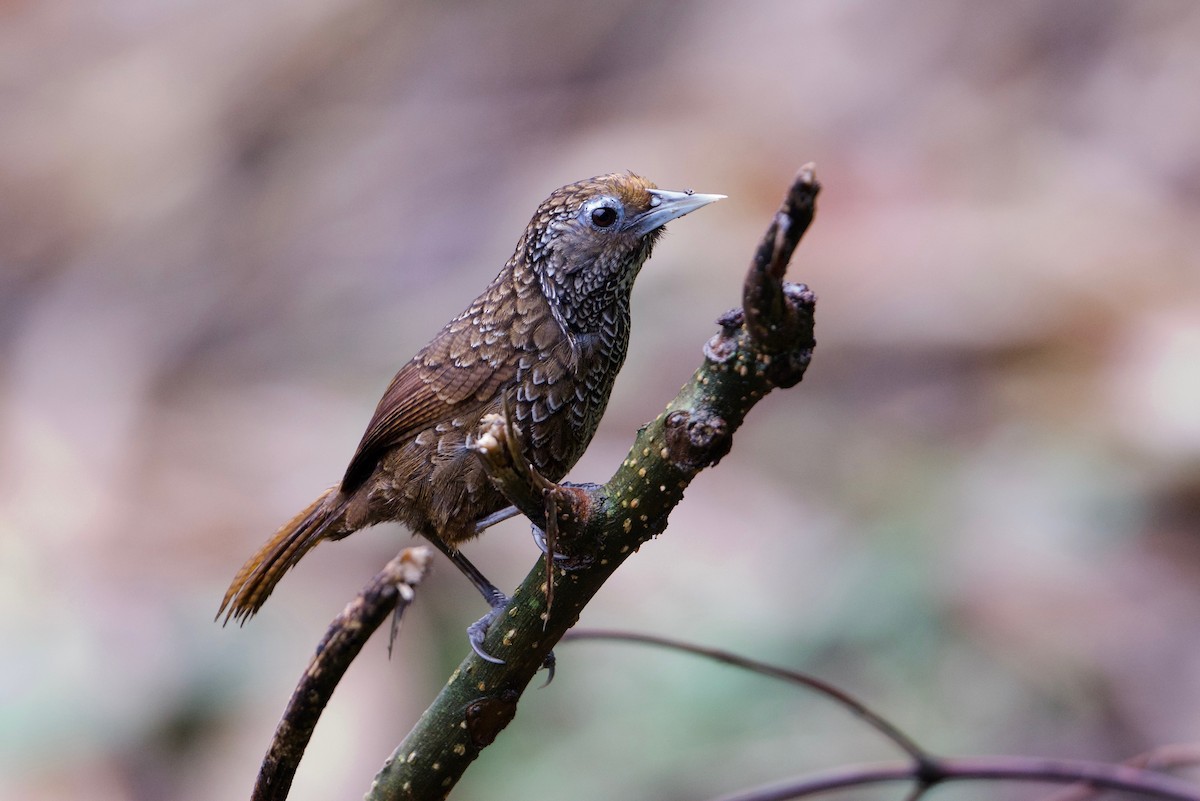 Cachar Wedge-billed Babbler - Snehasis Sinha