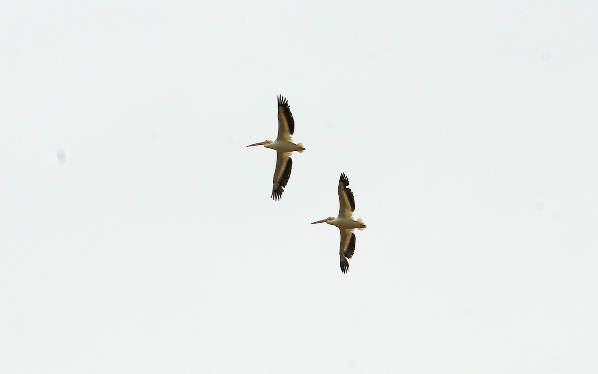 American White Pelican - ML169515041