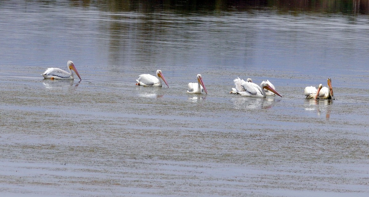 American White Pelican - ML169515051