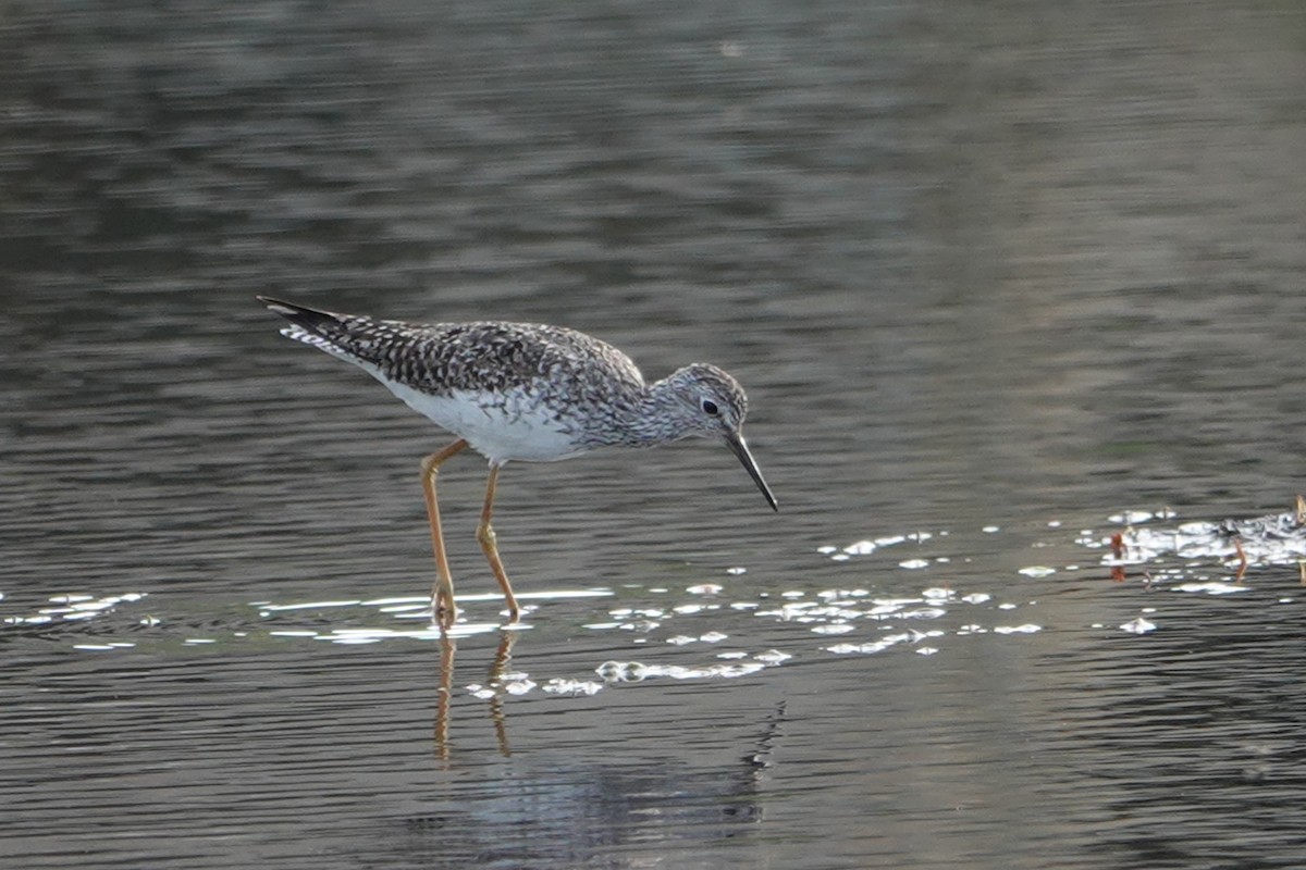 Lesser Yellowlegs - ML169515421