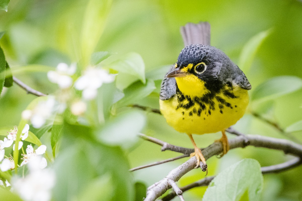 Canada Warbler - Bryan Calk