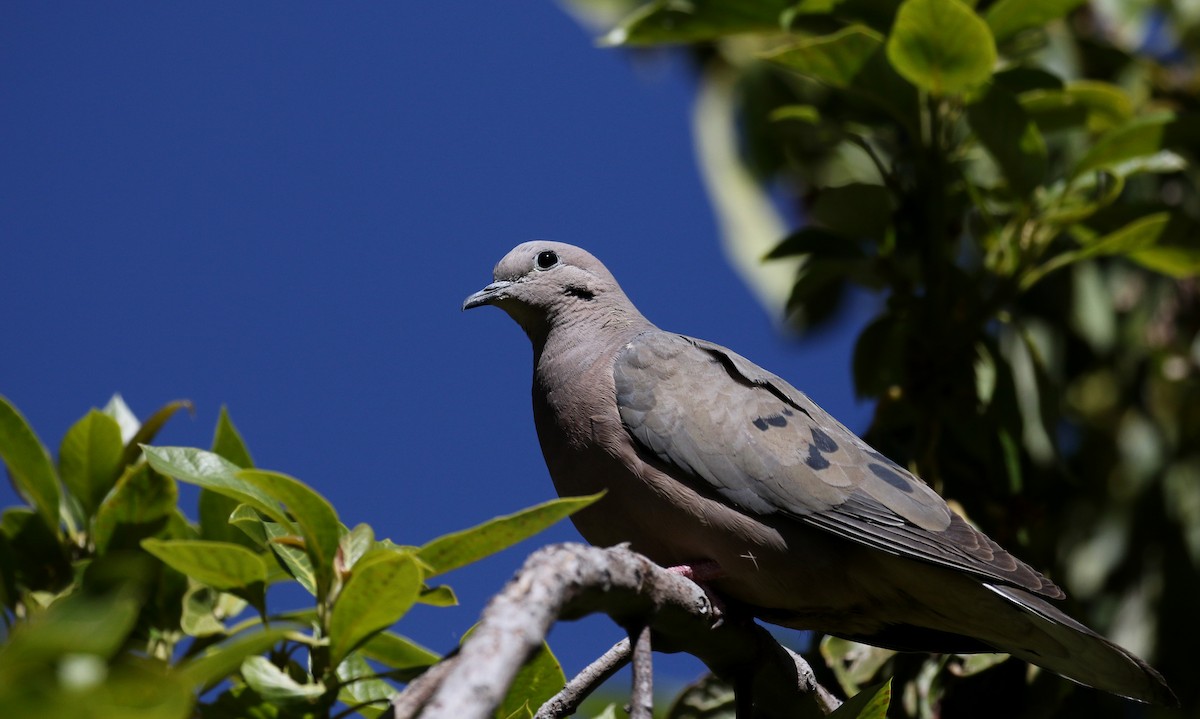 Eared Dove - ML169516551