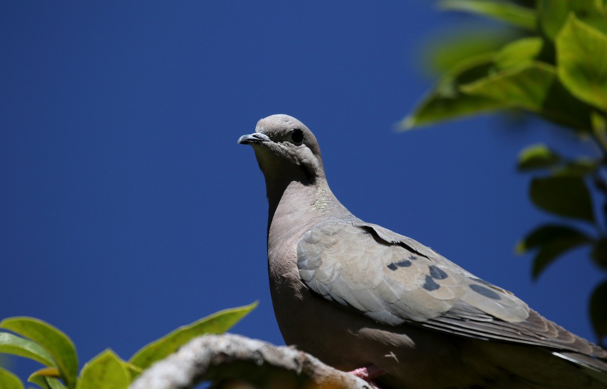 Eared Dove - ML169516581