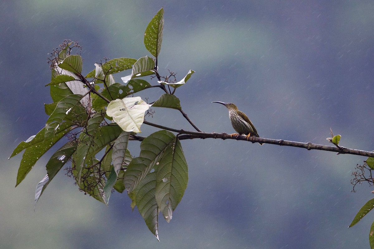 Streaked Spiderhunter - ML169516691