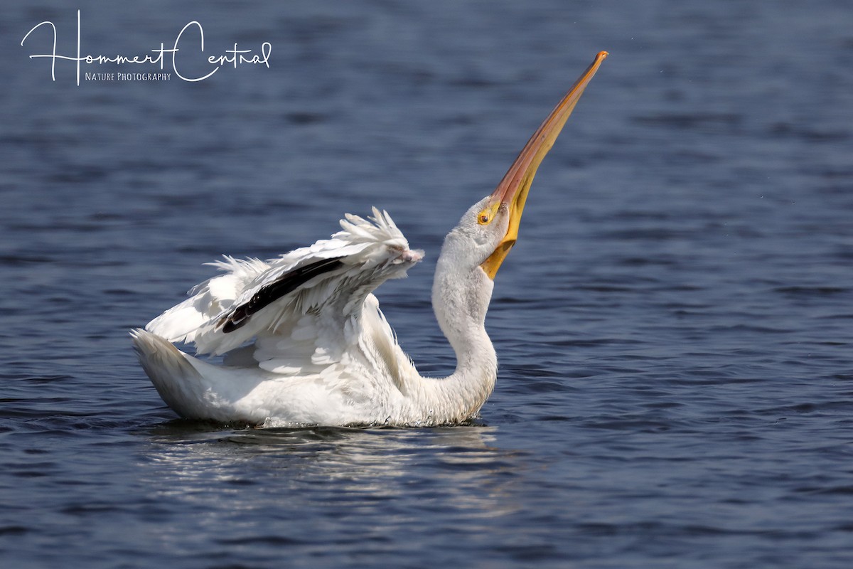 American White Pelican - Doug Hommert