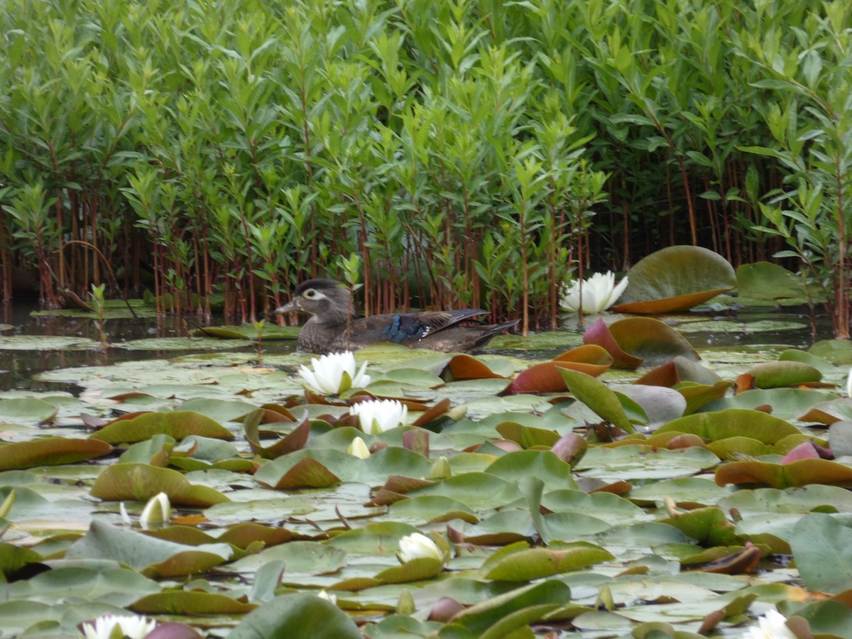 Wood Duck - ML169518541