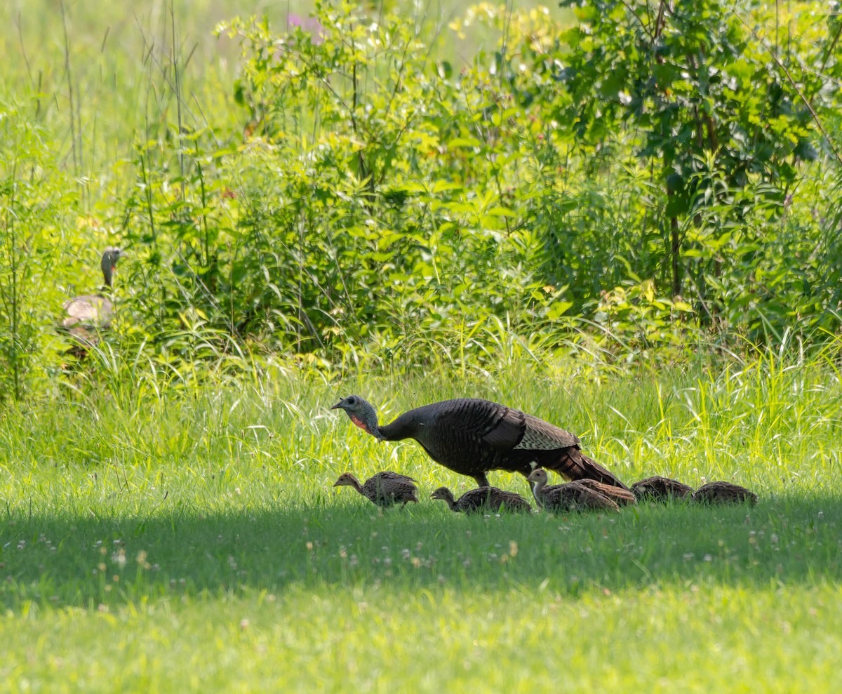 Wild Turkey - ML169518901