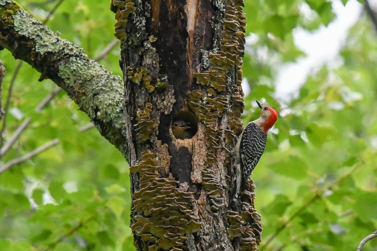 Red-bellied Woodpecker - sheri oosterveen