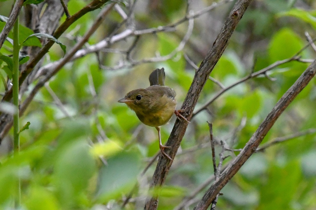 Common Yellowthroat - sheri oosterveen