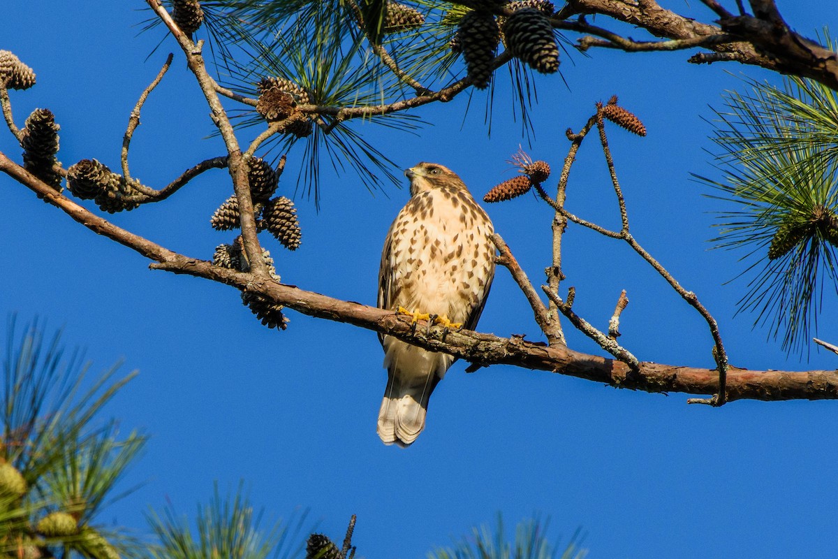 Broad-winged Hawk - ML169520111