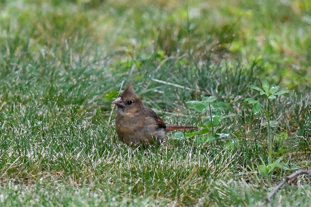 Cardinal rouge - ML169520241