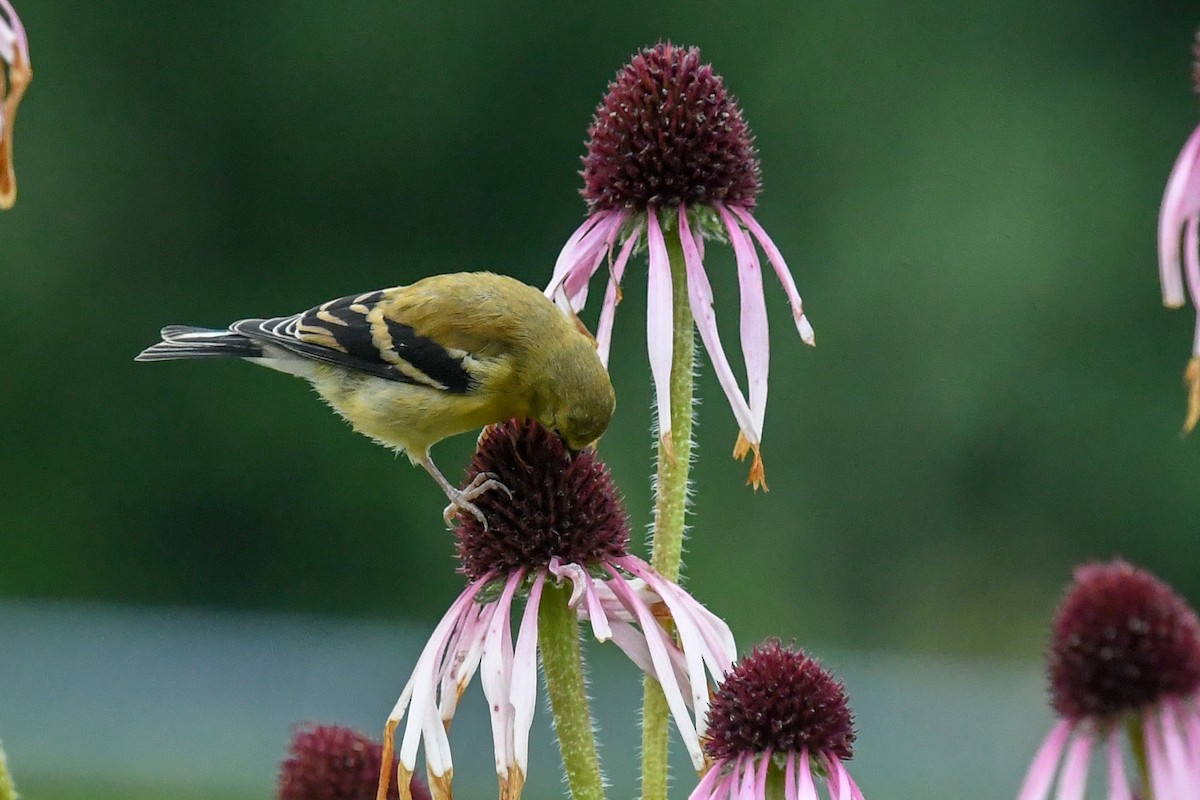 American Goldfinch - sheri oosterveen