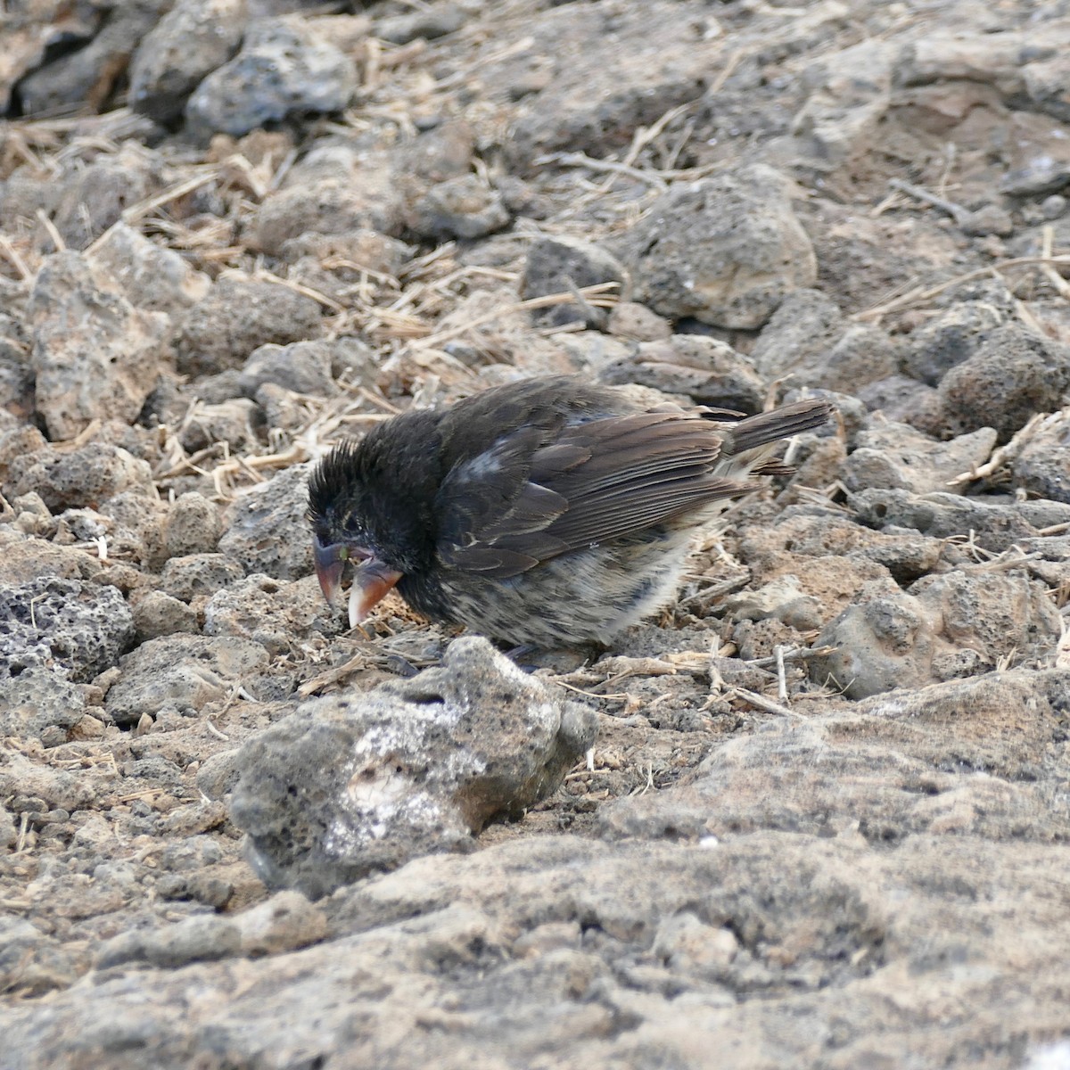 Large Ground-Finch - ML169521631