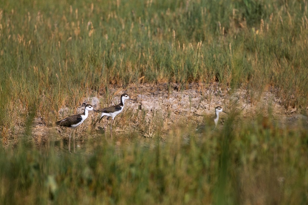 Black-necked Stilt - ML169523441