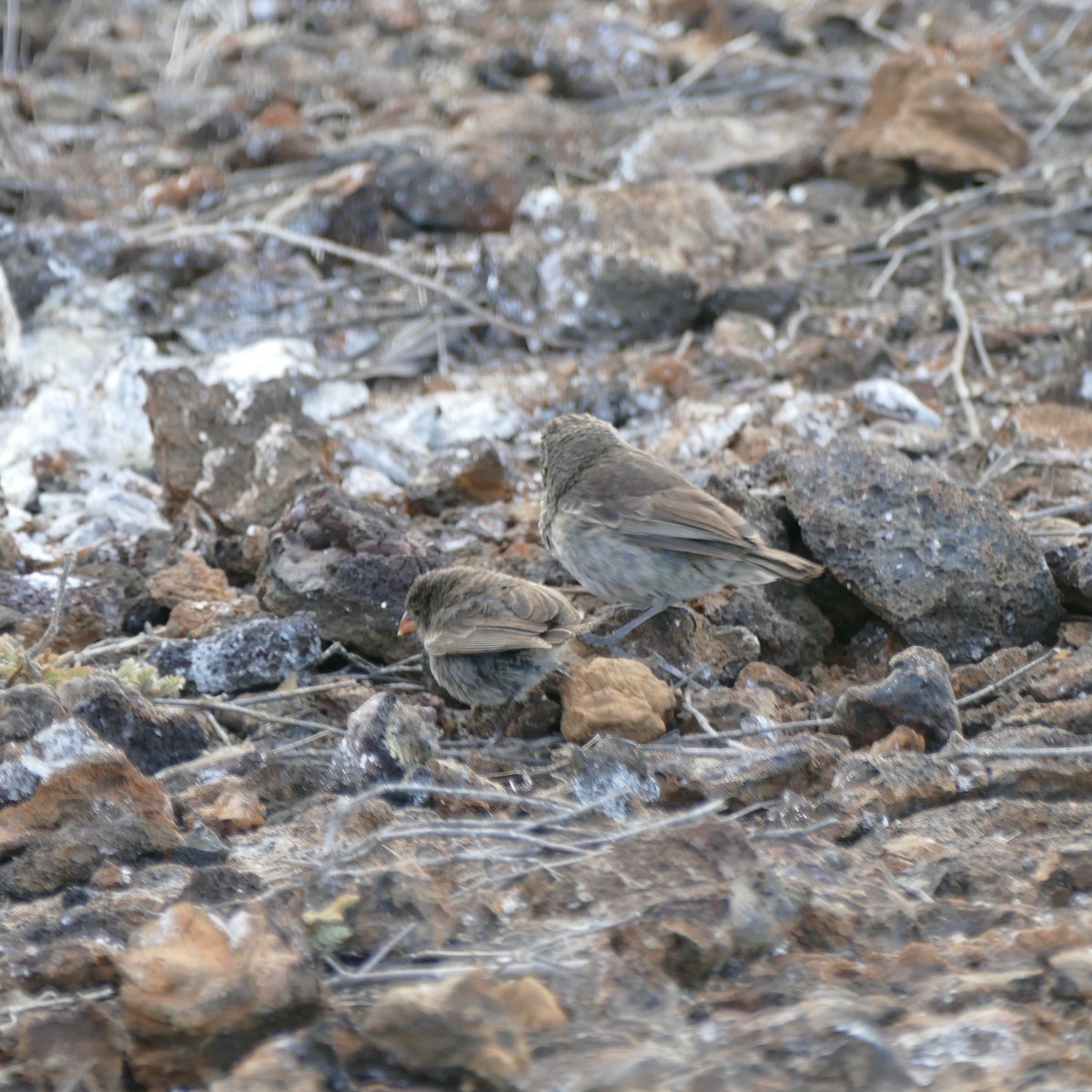 Genovesa Ground-Finch - ML169523831