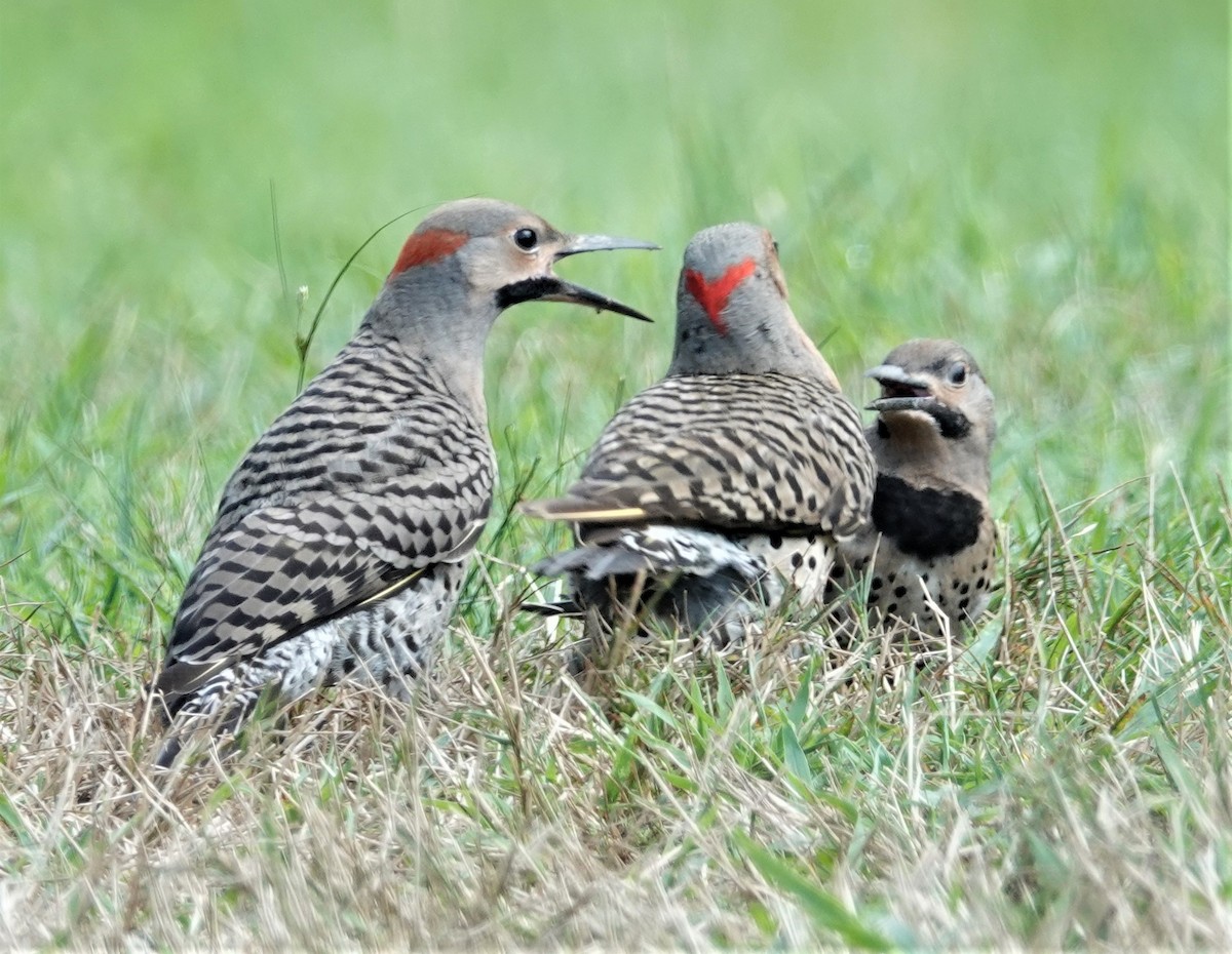 Northern Flicker - ML169526281