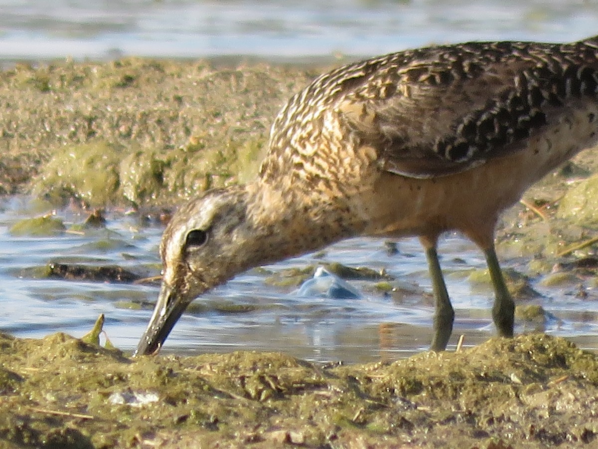 Short-billed Dowitcher - Eric Hopson