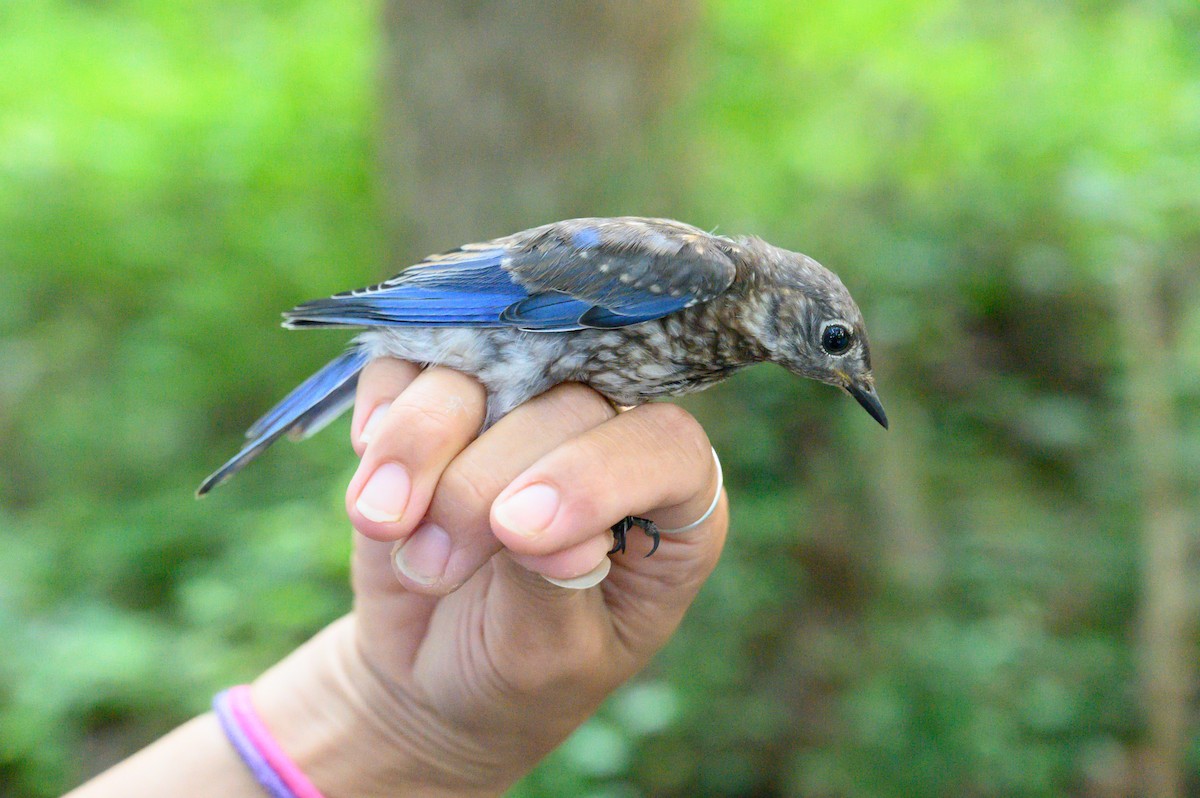 Eastern Bluebird - ML169529341