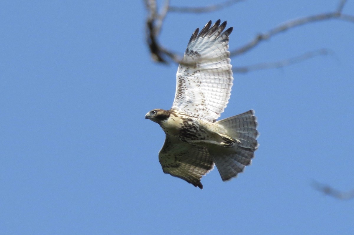 Red-tailed Hawk - ML169530411