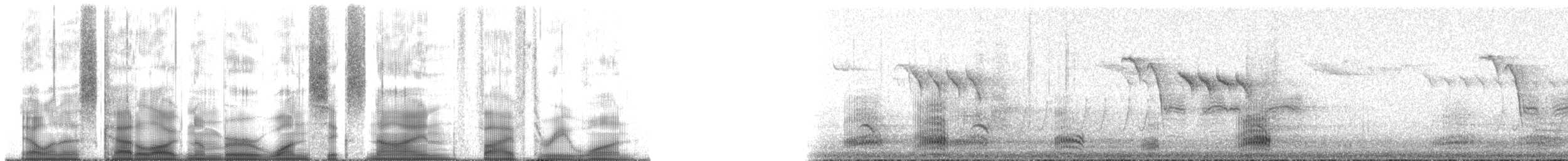 Sittelle à poitrine blanche (aculeata/alexandrae) - ML169531