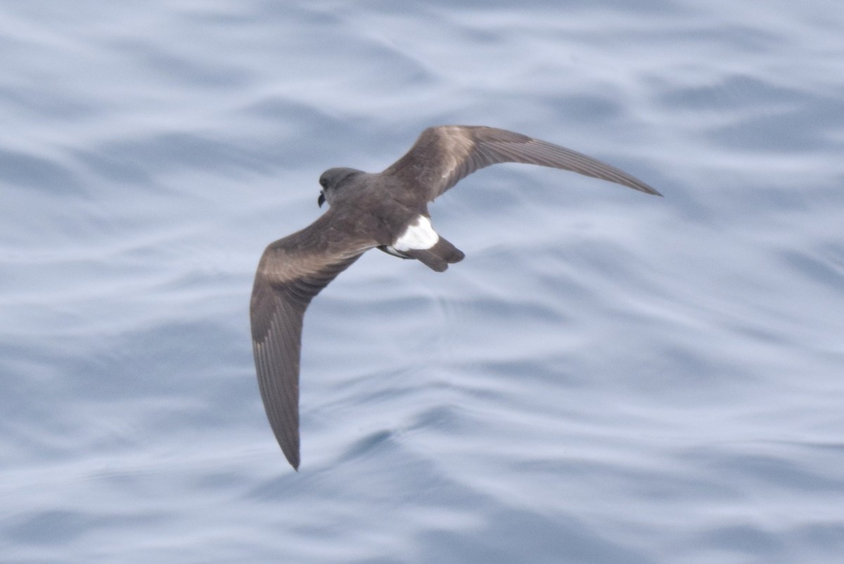 Townsend's Storm-Petrel - ML169531791