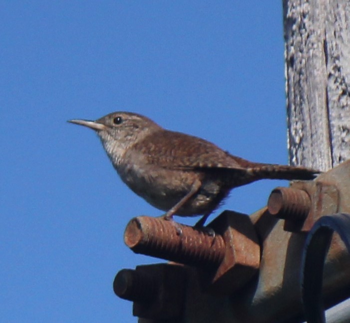 House Wren - ML169532091