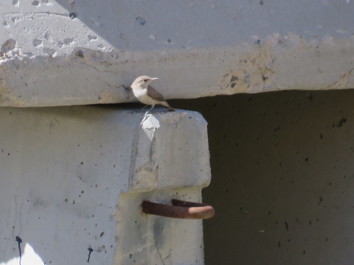 Rock Wren - ML169533701