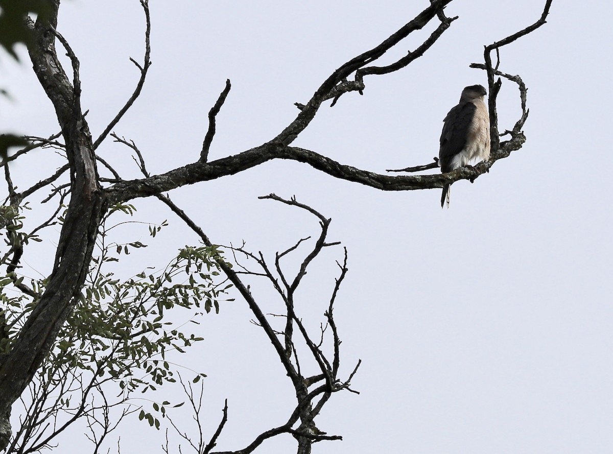 Cooper's Hawk - ML169533821